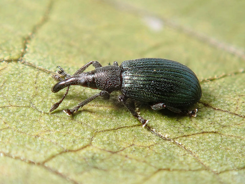 Apionidae: Perapion violaceum, femmina